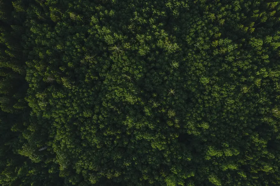 Forest canopy from the air