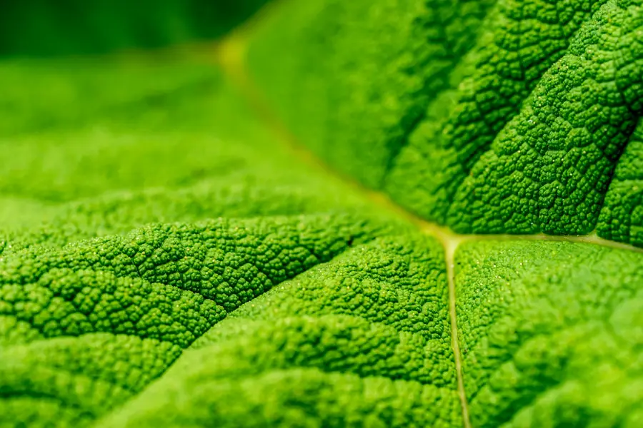 Sunlight through a green leaf
