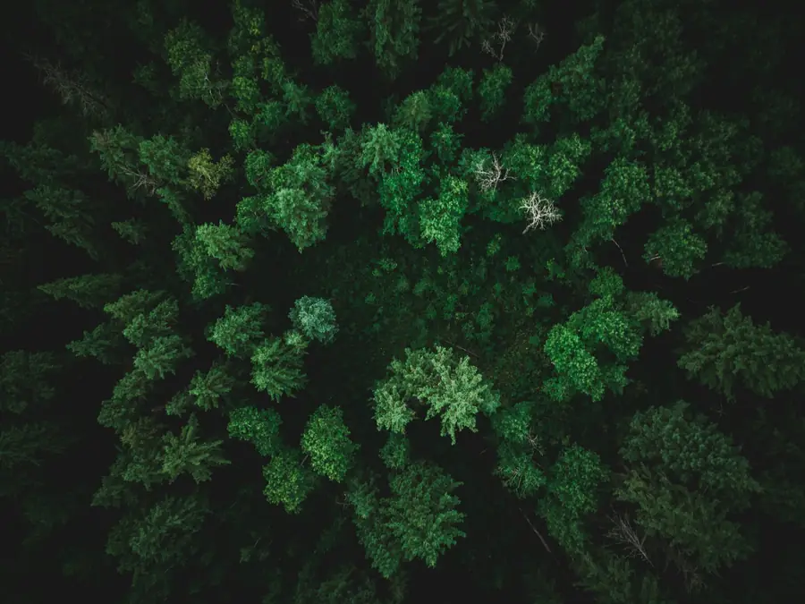 A single tree seen from above